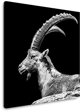 EAUZONE GmbH Steinbock 60x60cm Wandbild auf Leinwand, Kunstdruck Moderne Bilder