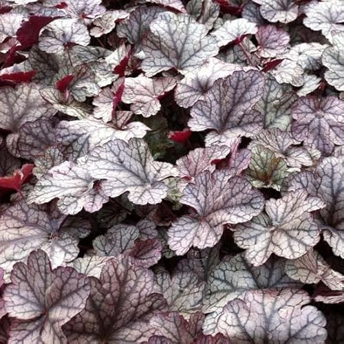 6x Heuchera 'Silver Scrolls' – Vaso 9x9 cm – pianta ornamentale foglia argentata giardino