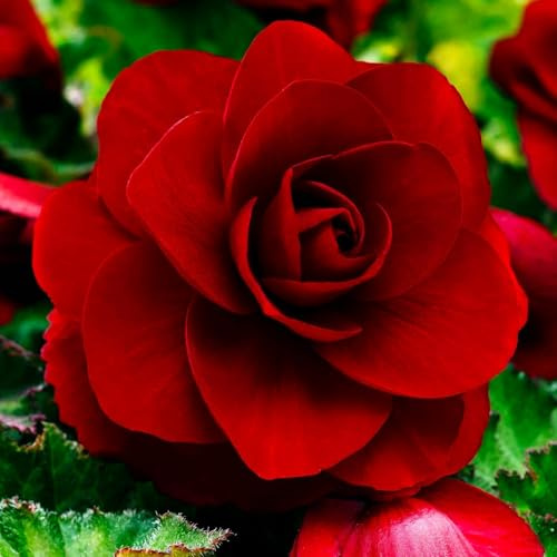 Bulbi di BEGONIA | Bulbi provenienti dai migliori produttori Olandesi | Esclusiva selezione e controllo qualità | Fioritura garantita dal primo anno. (3 Bulbi di Begonia DARK RED DOUBLE)