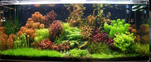 Biotope Aquatics Ltd - 50 Live Aquarium Plants Tropical Aquatic Plants for your fish tank - rooted and stems