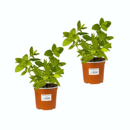 Hierbabuena Aromática |Pack 2 Plantas | DECOALIVE Planta de Menta Hierba Buena Comestible