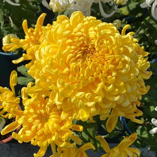 semi di crisantemo - giardino, resistenti balcone, perenni 20pcs