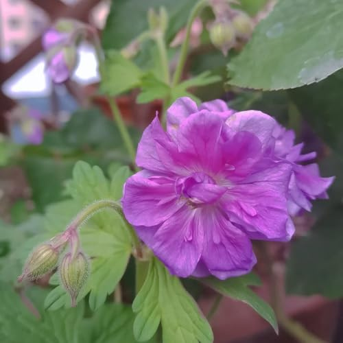 geranio - selvatiche rare becco cicogna da appartamento che purificano l'aria da giardino organiche per la copertura del terreno 160semi