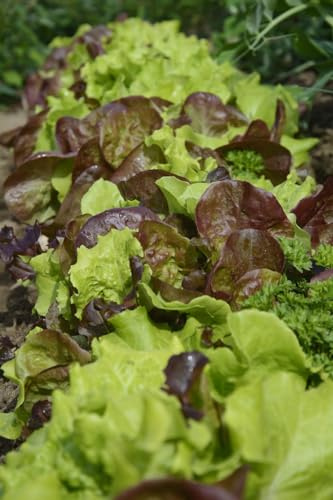 Mélange de salades 200 Graines, Laitue Mix (Lactuca sativa Mix)