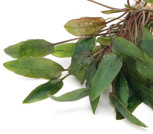 K2AQUA Cryptocoryne Wendtii Mioya Live Aquarium Plant Unique Red Brown Wavy Leaves Easy Care Low Maintenance Foreground Midground Freshwater Tank Natural Decoration Beginner Friendly