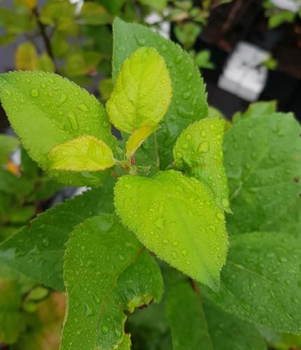 Malus communis/Pommier Franc (De semis) / Conteneur de 2 à 2.9 litres/Fruitier