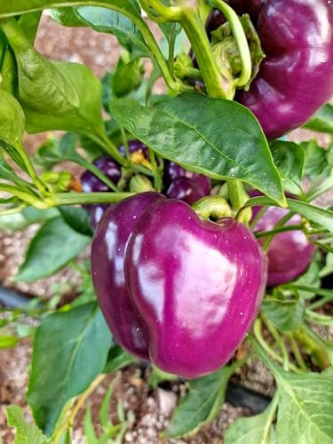 Purple Beauty Sweet Pepper Seeds - 10 Fresh Purple Beauty Sweet Pepper Seeds