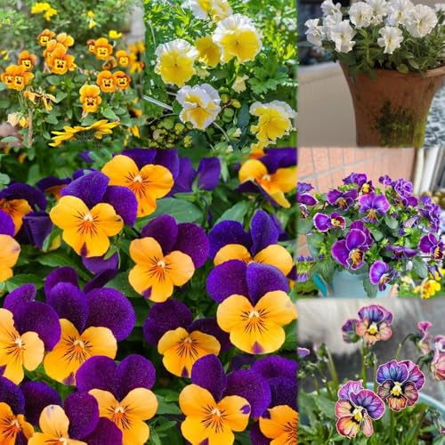 30 piezas semillas de pensamiento resistentes - de jardín para hombres, semillas pradera silvestres perennes,balcón
