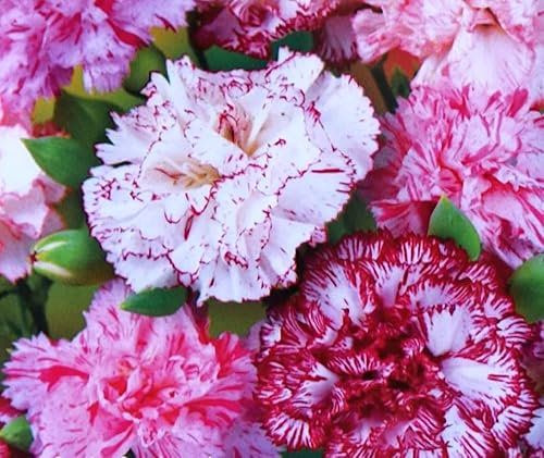 Semi fiori GAROFANO DEI POETI IN MIX In Busta Ermetica MADE IN ITALY Qualità superiore con 95% di germogliazione con istruzioni