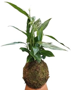 La Elegancia del Lirio de la Paz en Kokedama – Un Producto Exclusivo de DECOALIVE