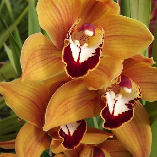 Cymbidium-Bulbos De Phalaenopsis, Resistente Al FríO, Calas Bulbos Bulbos, Cymbidium Orchidee, AromáTicas De Cymbidium-Decorativo, Bulbos De Orquidea -3bulbos-A