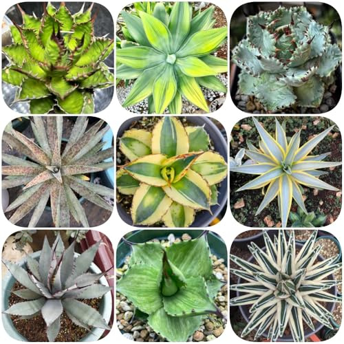 Agave americana, geschenke für gärtner seltene gartendeko für draußen exotische nachhaltige produkte winterharte für garten 125Samen