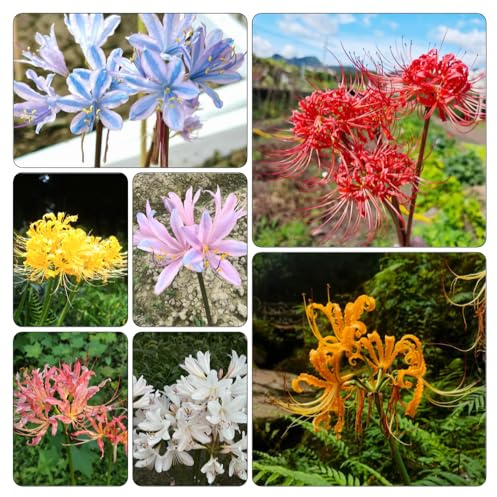 Bulbi di giglio ragno - tappezzanti Lycoris radiata d'appartamento esotiche resistenti, giardino roccioso decorazioni 15pcs