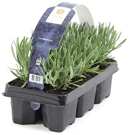 48 Pflanzen Lavandula angustifolia Staude Lavendel