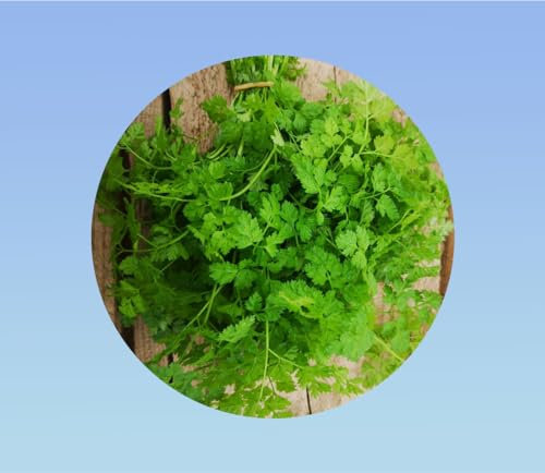 graines de cerfeuil commun 200 graines - Anthriscus cerefolium - AROMATIQUE