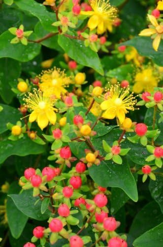 Johanniskraut Hypericum inodorum Magical Beauty ® 30 - 40 cm hoch im 3 Liter Pflanzcontainer