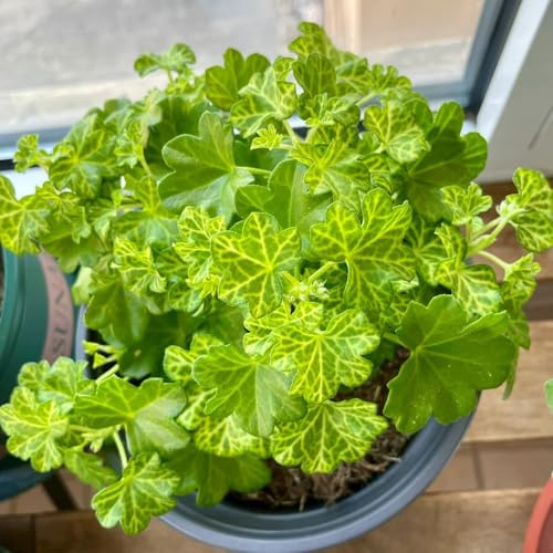 semi di geranio, semi di selvatici resistenti resistenti per giardini rocciosi da balcone per giardinieri esotico vecchie varietà come 30pcs