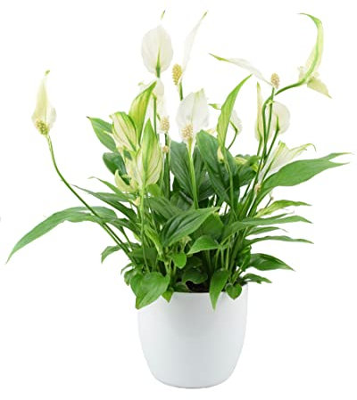 Spathiphyllum Peace Lily Indoor House Plant – with White 12cm Ceramic Pot. Real Live, Living, Long Lasting, White Flowering Plant. Easy to Care for, Maintain and Grow.