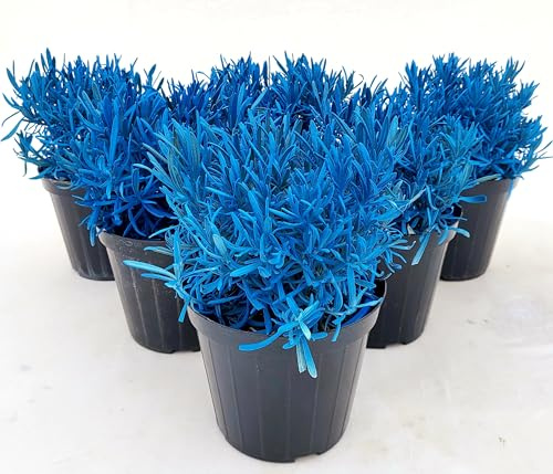 POWERS TO FLOWERS - LAVANDA COLOR LIFE BLU, 6 PIANTE, VASO 14CM DIAMETRO, piante vere