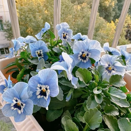 viola cornuta - da balcone semi da balcone parterre riverdimento tetti 160pcs