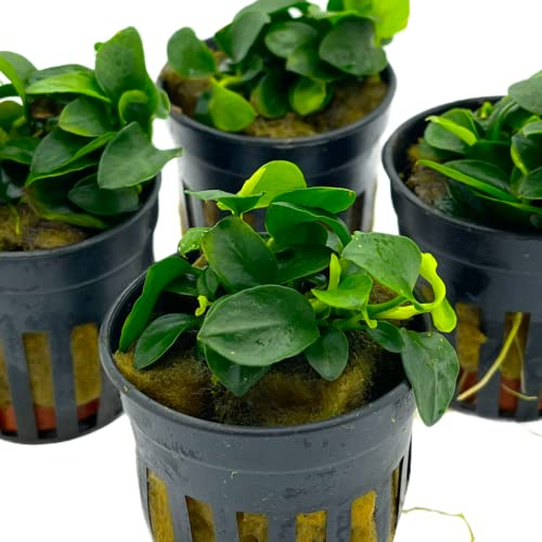 Anubias nana petite, Wasserpflanze, Aquarium Pflanze Anubias, Kleine Anubias im Topf
