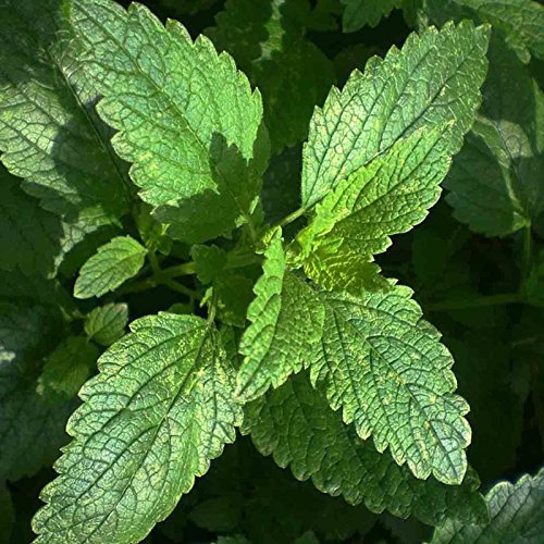 Melissa 600 Semi Melissa repellente della zanzara