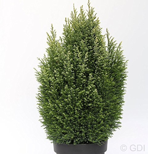 Gartenzypresse Snow White® 50-60cm - Chamaecyparis lawsoniana - lebende Gartenpflanze aus den Baumschulen