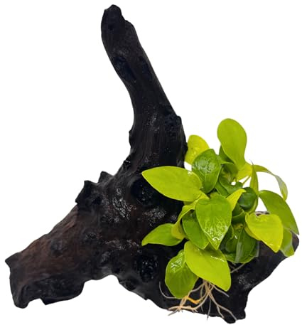 WASSERPFLANZEN WOLFF - Mopani-Wurzel mit Goldener Anubias – Anubias nana ‘Yellow Heart’ | Aufsitzerpflanze & Vordergrundpflanze | barschfest, pflegeleicht & robust | Aquarium Deko mit Eisenholz