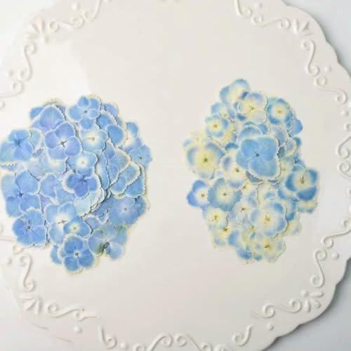 MIONGKI Fleurs d'hortensia Bleu Clair séchées, herbier pour résine, Bijoux, Cartes, Marque-Pages, Cadres, étuis de téléphone, Maquillage, Lampe, 120 pièces