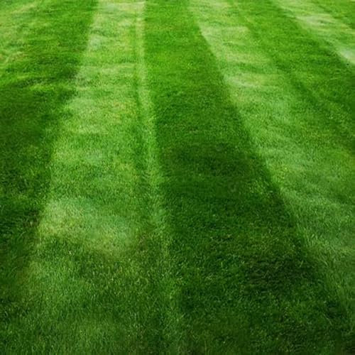 Dark Green Lawn Seed - Grass Seeds for a Green Lawn All Year Round - Hard Wearing & Fast Growing Mix - Garden Lawncare Guy (5kg)