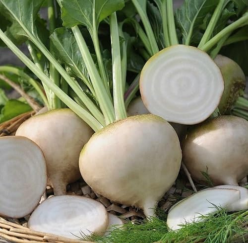 60 semi di ortaggi di barbabietola fresca