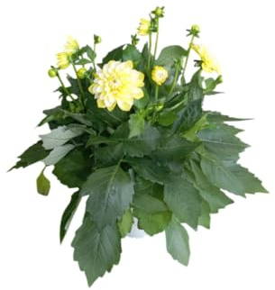 Planta de Dalia Natural Dahlia con Flores Exóticas y Fácil de Cultivar