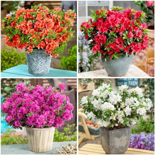 GrowOn Shrubs [x4] Dwarf Japanese Azalea Collection | Variety-Pack | Evergreen Shrubs | Outdoor Garden Ready Plants | Spring Flowering | Red, Orange, Purple, White Flowers