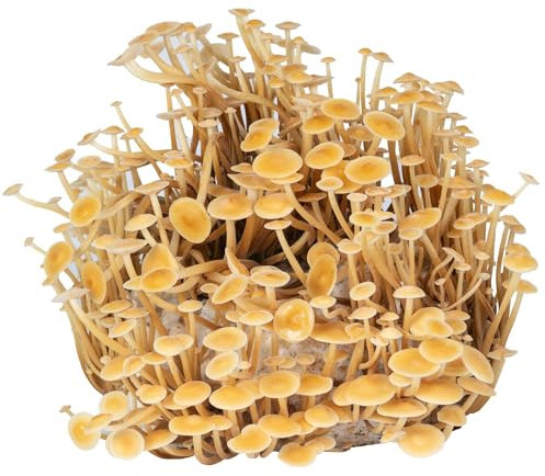 Hawlik Pilzbrut Bio Pilze Züchten - Goldener Bio Enoki Grow Zuchtset - Pilzzucht für Zuhause ohne Vorkenntnisse - Fertige Pilzkultur