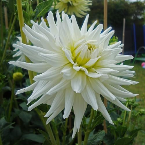 Dahlia 'My Love' semi-Cactus Flowered - 2 tubers -