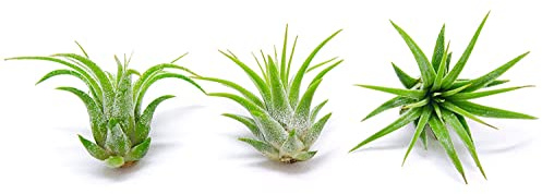 Tillandsia Ionantha DECOALIVE Set de 3 Plantas del Aire