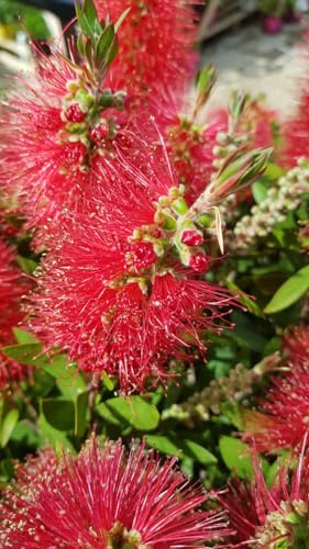 Callistemon laevis/Rince bouteille/Conteneur de 3 à 4 litres