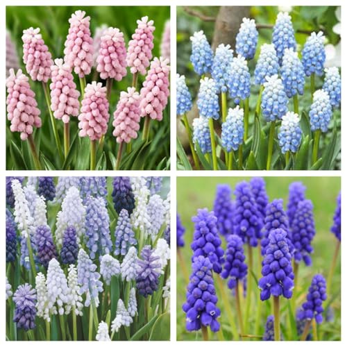 Hyacinth Plants Perennial, Rare and Beautiful Grape Hyacinth Plants Bulbs in Bulk,Planting for Stunning Garden Displays-6 Bulbs-e