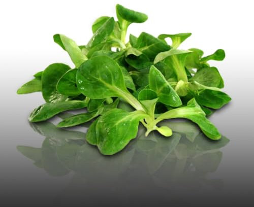 Lot de 750 graines à semer - Le Grenier d'Abondance - Fan de Mâches - 3 sachets individuels