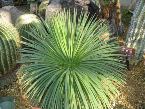 8 grani d'AGAVE HERISSON (Agave Stricta) G902 GRANI D'AGAVE HÉRISSON SAMEN SEMI