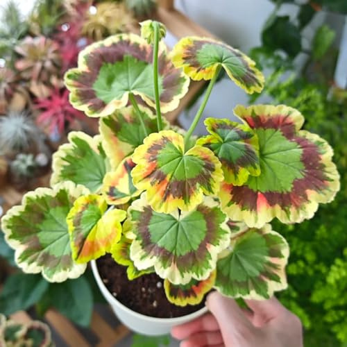 gerani da balcone insoliti pelargonio resistenti in vaso da esterno di semi di semi balcone primaverili, resistenti in vaso 700semi