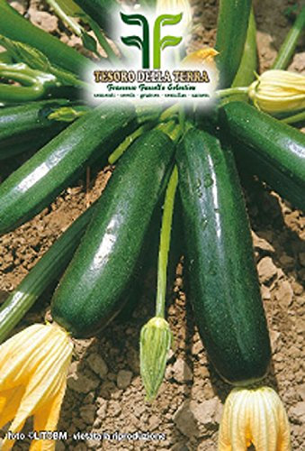 36 C.ca Semi Zucchino Nero Di Milano - Cucurbita Pepo In Confezione Originale Prodotto in Italia - Zucchine nere