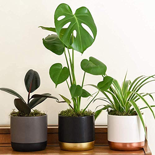 Indoor Jungle House Plants Collection Containing Swiss Cheese, Spider, Indian Rubber & Prayer Plants, an Easy to Grow Evergreen Jungle Collection x 4 House Plants by Thompson and Morgan