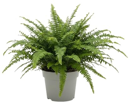 Nephrolepis Exaltata Helecho Colgante DECOALIVE con Maceta 12 cm Planta Natural para Decoración Tropical Interior