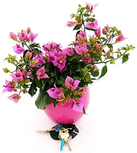 POWERS TO FLOWERS - BOUGANVILLE FUCSIA IN VASO TONDO FUCSIA, pianta vera