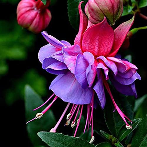 100Pcs Fuchsia Hybrida Seeds Temperate Beautiful Fast Growing Medium Watering Flower Seeds for Balcony - Purple - Flower Seeds Vegetable Seeds Fruit Seeds Garden Plant Seeds for Planting