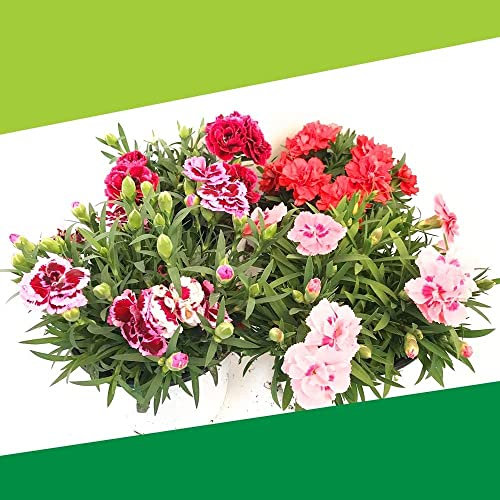 Clavel Chino - Pack 6 Unidades - Dianthus - Flores de Colores - Plantas para Terraza y Jardín