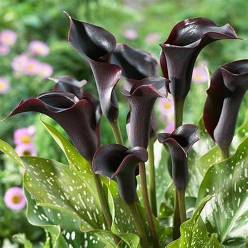 Calla Lily Bulbs for Planting Now UK Ornamental Perennial Excellent Display Plant Bulbs Greening Flower Good for Containers/Natural Organic Easy Plant-4bulbs-D
