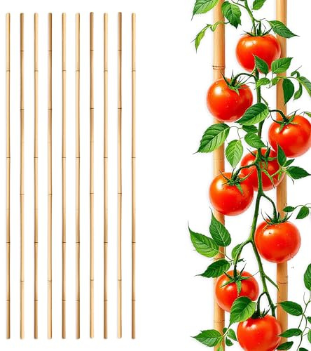 Bambus Pflanzstab für Rankgewächse 105 cm Länge, 10 Stück | Bambusstab Rankhilfe für Tomatenpflanzen, Holz Pflanzenstütze, Tonkinstab, Kletterhilfe für Tomaten Gurken Pflanzen