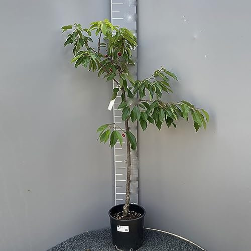 SAVINI VIVAI Obstpflanzen, Sternkirschenpflanze im Topf, 22–24 cm, 2–3 Jahre, Höhe 130–150 cm, hergestellt in Italien